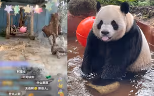 “你养的熊猫？”海南工作人员制止游客拍打熊猫房玻璃被反复嘲讽