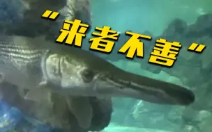 鳄雀鳝到底是种什么鱼？