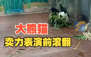 大熊猫为游客卖力表演前滚翻 熊猫：就问你们，门票值不值？