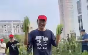 大学生种的菜，丰收啦！