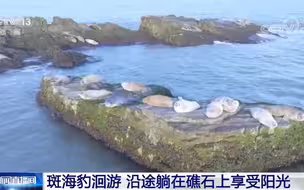 可爱！斑海豹把礁石当洄游路上的加油站