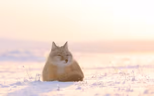 少见！濒危物种沙狐现身内蒙古 雪地觅食招人喜爱