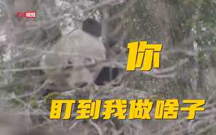 野生大熊猫与人对视后……溜了溜了！