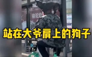 大爷街头骑车，狗狗在其肩膀上乘坐引围观，默契值令人震惊！