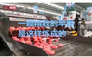 “洗澡”“穿衣” 一颗精致的苹果是这样炼成的
