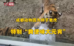 有味道~成都动物园为狮子老虎特制粪便味大元宵！