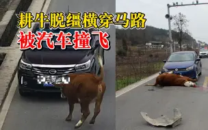 农村道路行驶要提高警惕！耕牛脱缰横穿马路被车撞飞