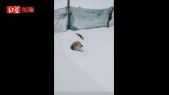 齐齐哈尔突降大雪 狗狗被掩埋所幸无大碍