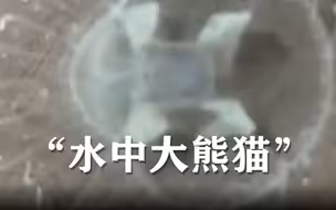 它被称为“水中大熊猫”，北京亦庄首次发现！