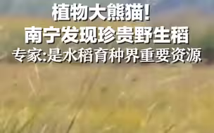 植物大熊猫！南宁发现珍贵野生稻，专家：是水稻育种界重要资源