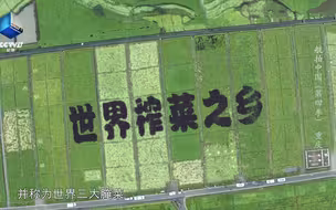 跻身世界三大腌菜的涪陵榨菜