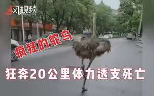 鸵鸟在市区狂奔20多公里，因体力透支不幸死亡