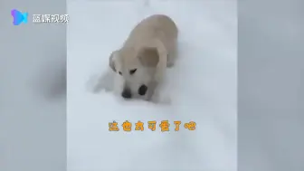 拉布拉多的耳朵有多萌