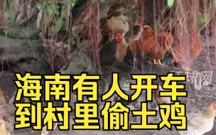 临近春节，海南有人开车到村里偷土鸡，警方动员村民安监控