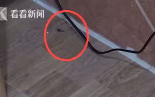 听力下降30分贝！男子入住“日租房” 睡梦中被蟑螂咬穿耳膜