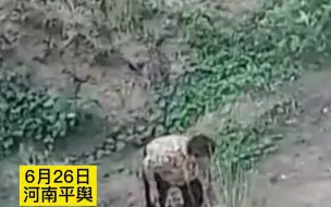 老人刚领到小麦款就被大风吹走，收麦老板一张不少帮其捡回