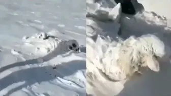 牧民过路发现雪上有几个小脑袋 原来是几只羊走散被困 随后救出