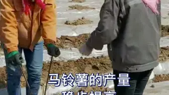 兰州马铃薯这么种，提质增效