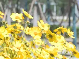从一线城市到雄安新区，原来的感觉是生存，现在的感觉是生活！#看见雄安