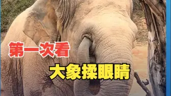 第一次近距离看大象揉眼睛！网友：它没办法两只眼睛一起揉