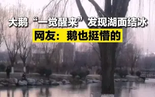 大鹅“一觉醒来”发现湖面结冰 网友：鹅也挺懵的