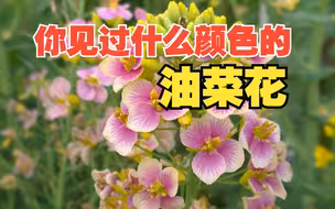 我国科学家培育出63种颜色的油菜花