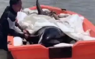 浙江台州搁浅12只疑似鲸豚 ，目前已有3只死亡
