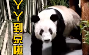 大熊猫“丫丫”乘坐包机平安抵达北京，于29日0时43分回到北京动物园大熊猫馆。目前，“丫丫”健康状况稳定。＃丫丫一到京就被竹子包围了