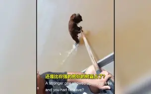 老哥钓鱼救下落水猴子送到岸边 一路絮絮叨叨不停跟猴儿聊天 全程爆笑！