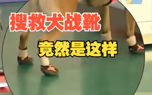 搜救犬穿“战靴”还要绑胶条 脱下鞋后 训导员的话亮了......
