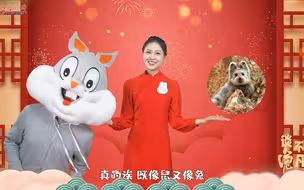 雪莲、红景天、金莲花……吃“仙草”的兔子，你见过吗？丨谈“兔”不凡