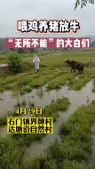 喂鸡养猪放牛！“无所不能”的大白们！