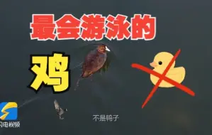 白骨顶，尖嘴巴，华山湖里飞来“最会游泳的鸡”丨我们的朋友⑦