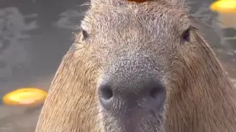可可爱爱！六一限定版魔性解说动物世界