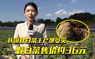 罕见冰雹来袭 韩国秋白菜主产地受灾
