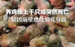 养鸡场上千只鸡突然死亡，疑因隔壁燃放烟花导致