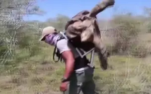 凭一己之力挽救种群的象龟退休！留下800子孙后荣归故里