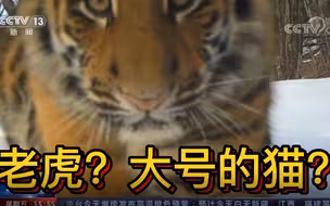 老虎到底是不是大号的猫？老虎剃掉毛发依然拥有条纹衫！