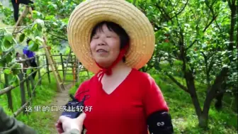 樱桃红了 果农笑了