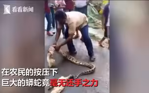 像挤牙膏一样！愤怒农民“手撕”巨蟒 挤出2只小山羊