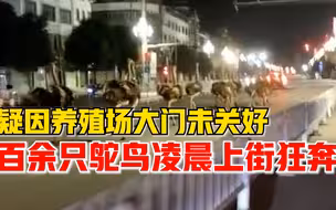 广西扶绥百余只鸵鸟凌晨上街狂奔，养殖场：大部分已经抓回来了
