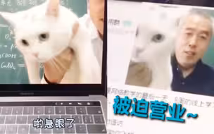 不是炫耀！老师回应抱猫上网课：为了集中学生注意力