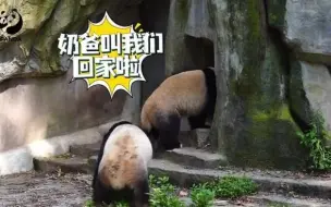 想rua熊猫的跟我一起上