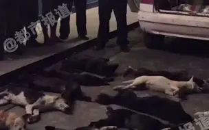 都市报道【一夜毒射19只狗 后备箱被装满】