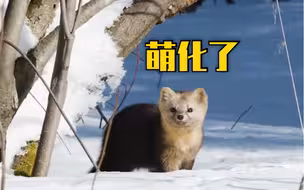 65岁大爷历时4年终于拍到野生紫貂的珍贵大特写