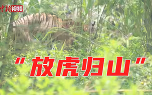 探访华南虎野化基地 看专家如何“放虎归山”