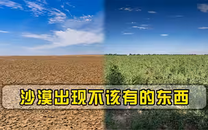我国用30年将沙漠变绿洲，却出现不该有的东西，人们必须反思