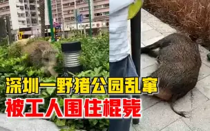 野猪公园乱窜被工人围住棍毙，市民：说明生态环境越来越好了