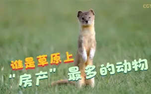 《美丽中国自然》青海山地系列碎剪：谁是草原上“房产”最多的动物