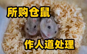 香港渔护署呼吁市民交出上月22日起所购仓鼠作人道处理